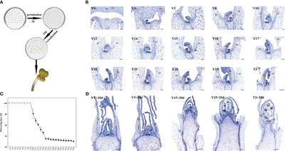 Identification of long noncoding RNAs involved in plumule-vernalization of Chinese cabbage